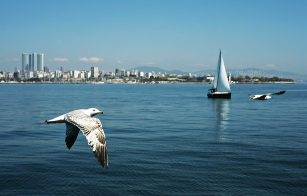 博斯普鲁斯海峡的海鸥图片下载