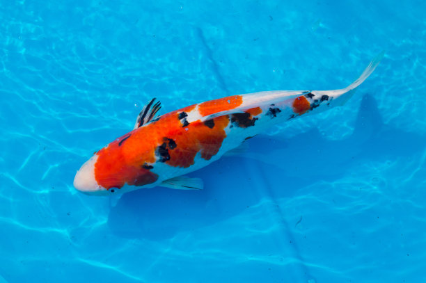 锦鲤在池塘里游泳图片下载