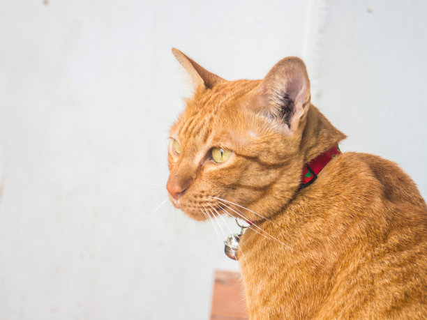 棕色眼睛的猫的肖像图片下载