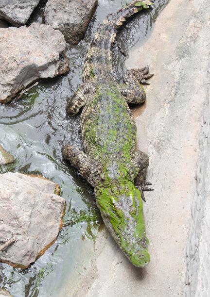 鳄鱼的脸和身体图片下载