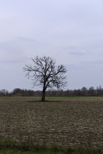 孤独的树图片下载