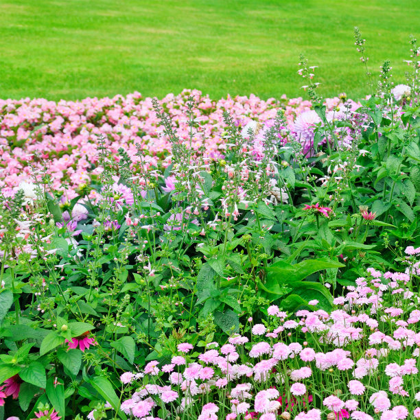 夏季公园的花坛素材图片