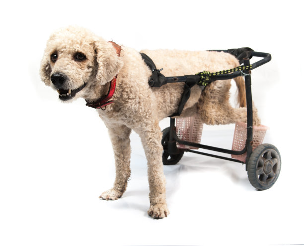 轮椅上的狗在白色背景前图片下载
