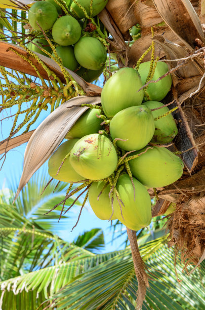 泰国椰子和蓝天图片下载