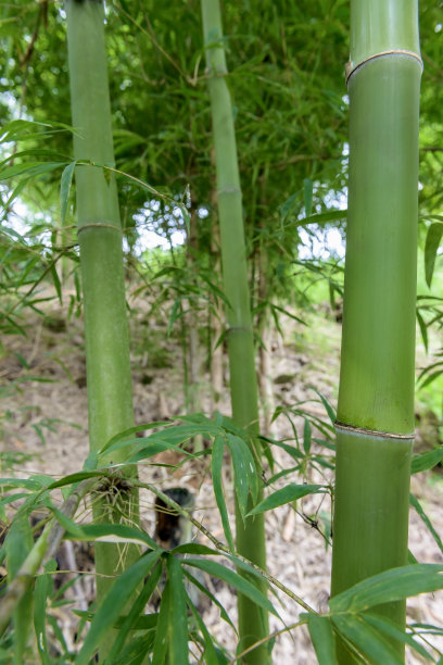 3棵竹子的特写图片下载