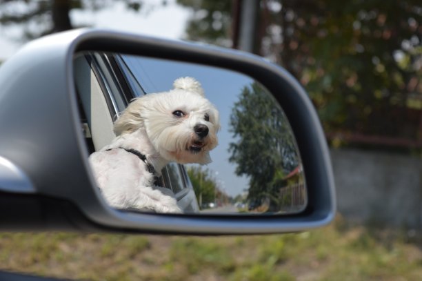 狗在后视镜图片下载