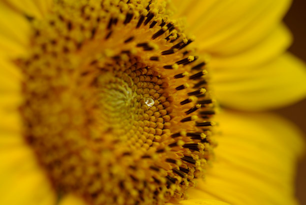 向日葵晨露特写-股票形象图片下载