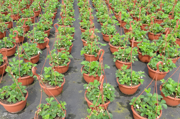 草莓植物批发。图片下载
