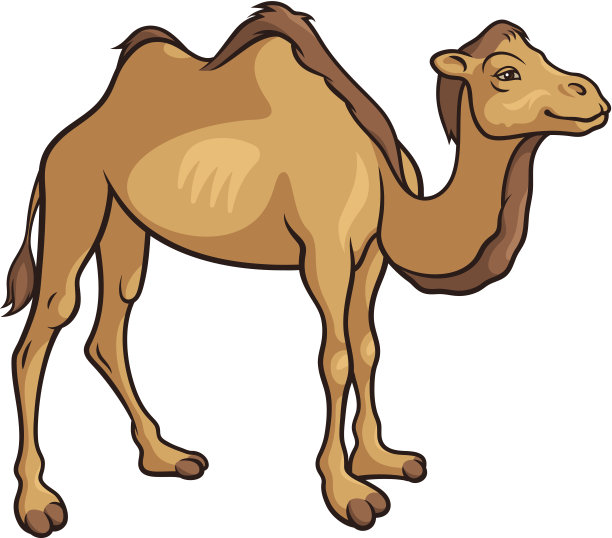 美丽的骆驼素材图片
