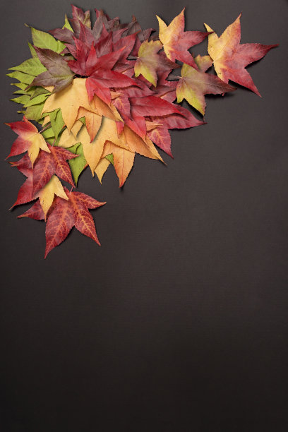 黑色背景上的秋叶图片下载