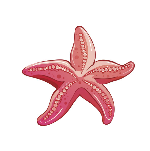 海星孤立在白色上。图片下载