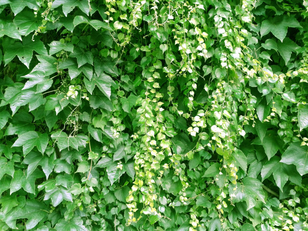 葡萄。图片下载