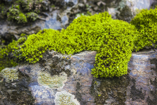 绿色的苔藓图片下载