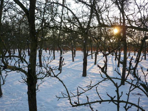 冬天的雪英国果园图片下载