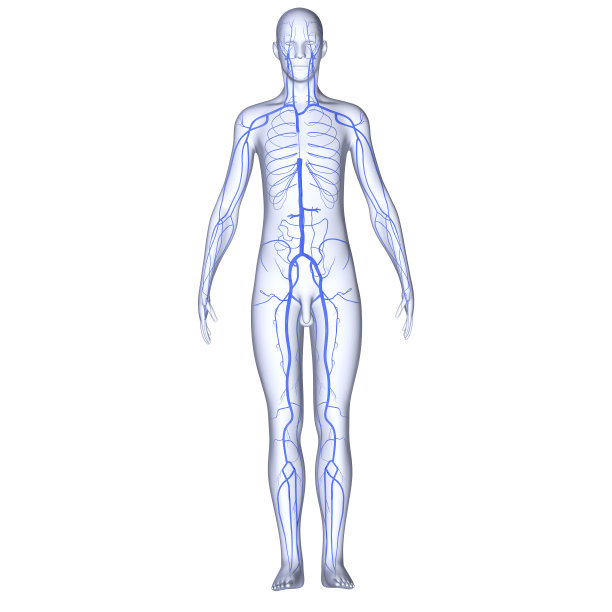 身体与静脉图片下载