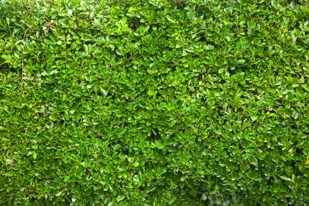 英国公园里的树篱图片下载