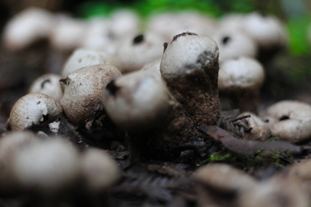 生长在森林地面上的野生蘑菇图片下载
