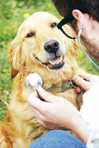 兽医用听诊器检查金毛猎犬图片下载