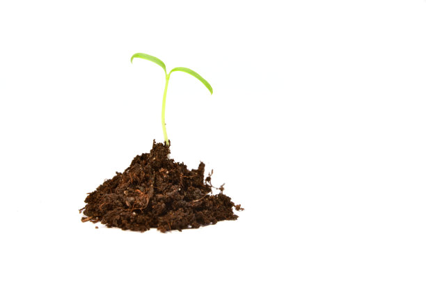 白色背景上的小番茄图片下载