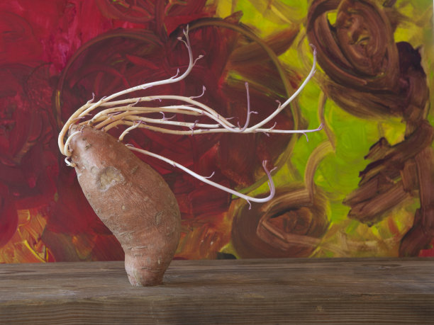 吓得红薯在风中飞舞图片下载