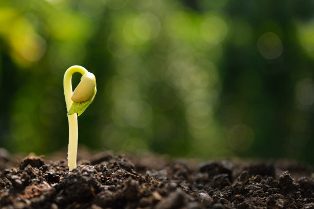 绿色的萌芽图片下载