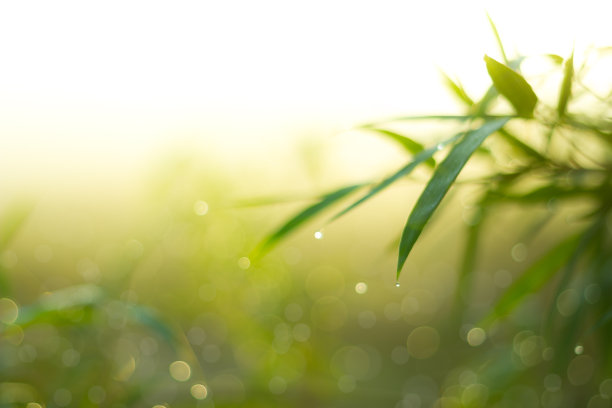 闪烁的灯光模糊了自然的散景图片下载