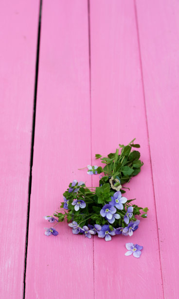 勿忘我，粉红色图片下载