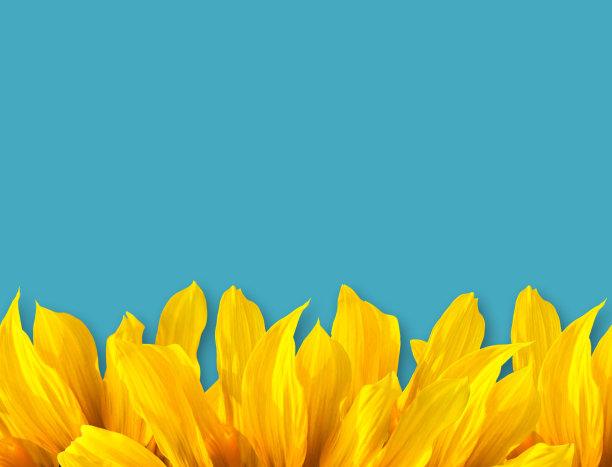 太阳花瓣和蓝色背景图片下载