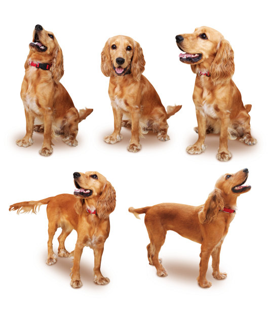 英国可卡犬设置与剪切路径图片下载