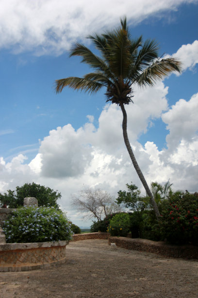 棕榈树图片下载