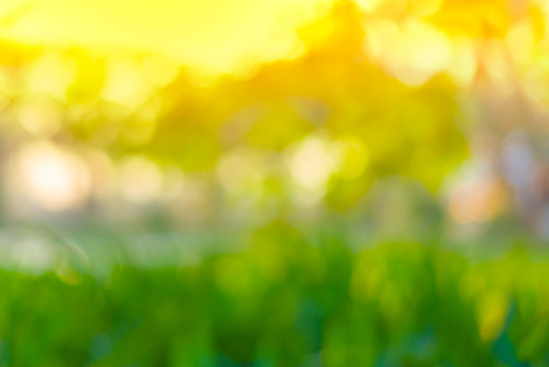 绿色的散景来自树和日落的颜色背景图片下载