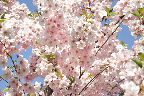 粉红色的樱桃花图片下载