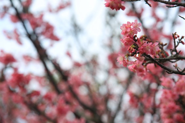 日本樱花在春天盛开图片下载