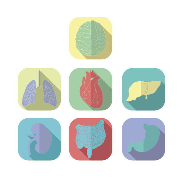 Vector内脏器官集合图片下载