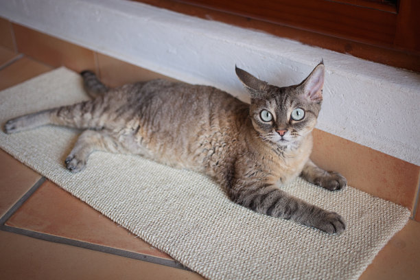 美丽的德文郡雷克斯猫在刮板上图片下载