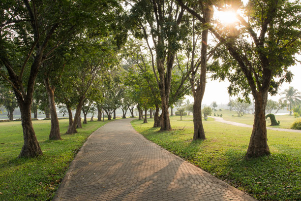 绿油油的草地上有树木和人行道图片下载