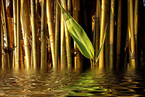 竹叶在水中倒映图片下载