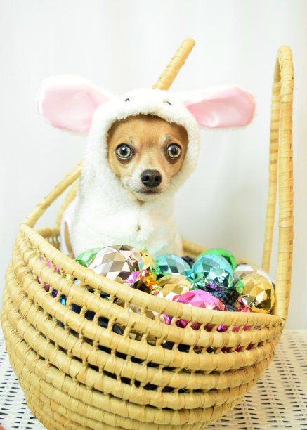 复活节的狗图片下载