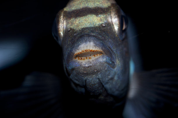 普塞多罗菲斯政治 - 牙齿图片下载