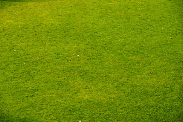 草坪上图片下载