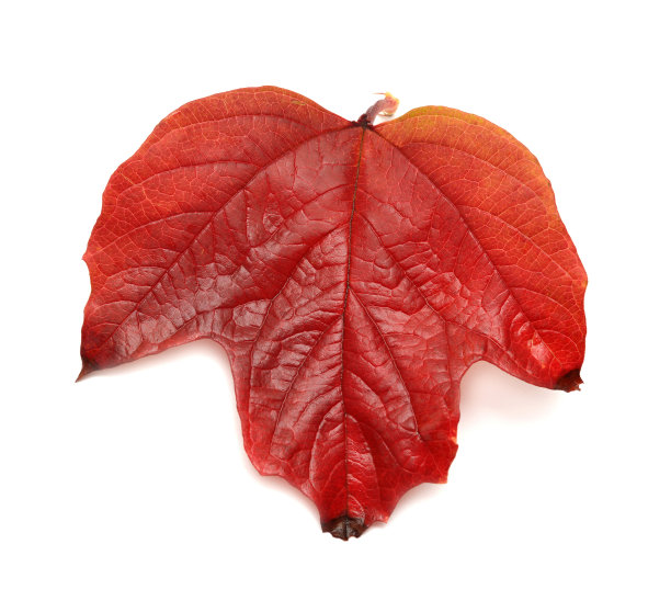 红色的叶子图片下载