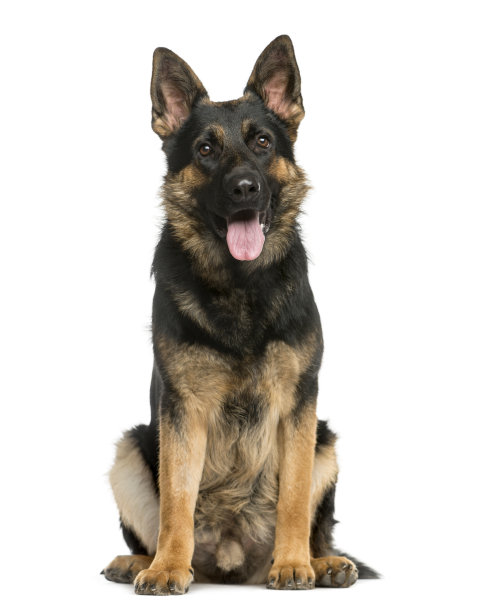 坐在白色背景前的德国牧羊犬素材图片