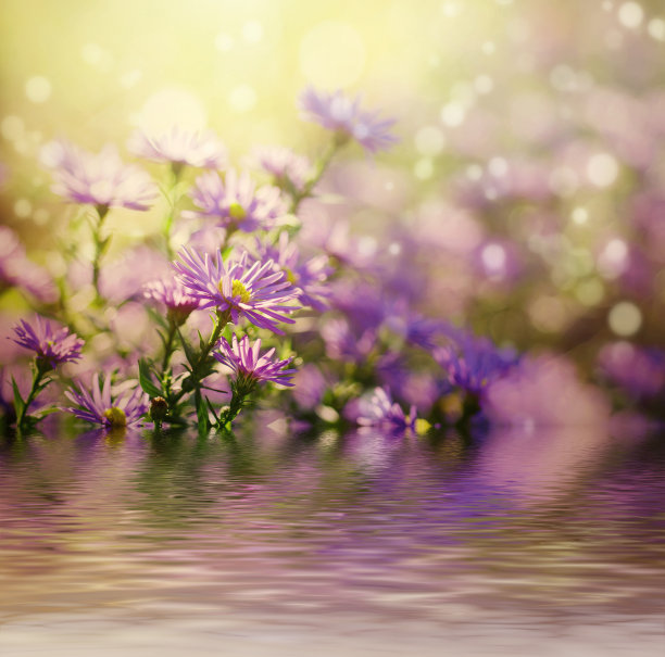 紫色的花图片下载