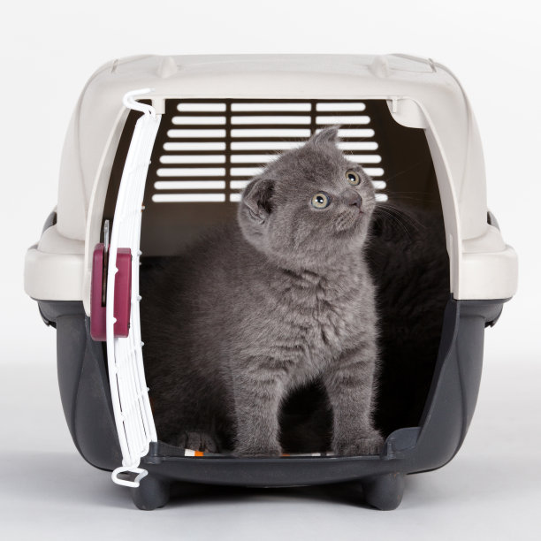 灰色小猫在手提箱里图片下载