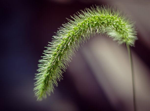 模糊的宏图片下载