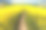 有乡村公路的油菜田素材图片