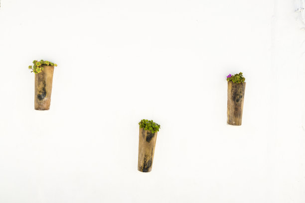 盆栽花卉,西班牙图片下载