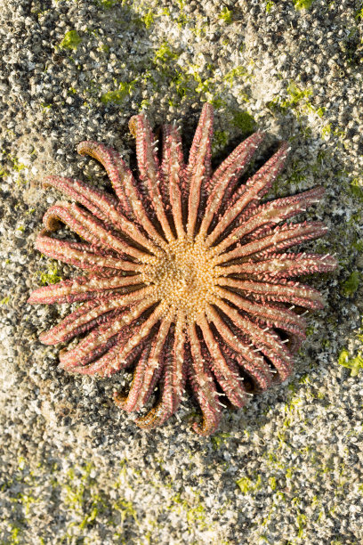 岸边有向日葵海星