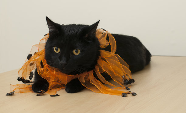 黑色的猫图片下载