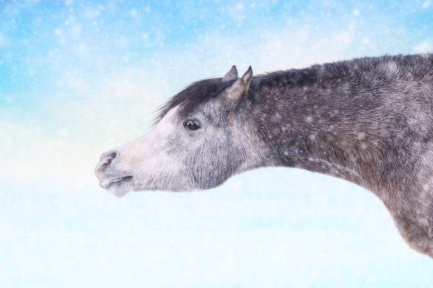 马在冬天下雪图片下载